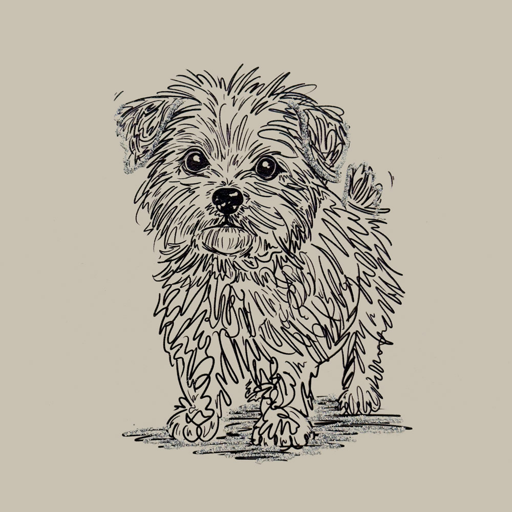 Charley (Doodle) English Graphics