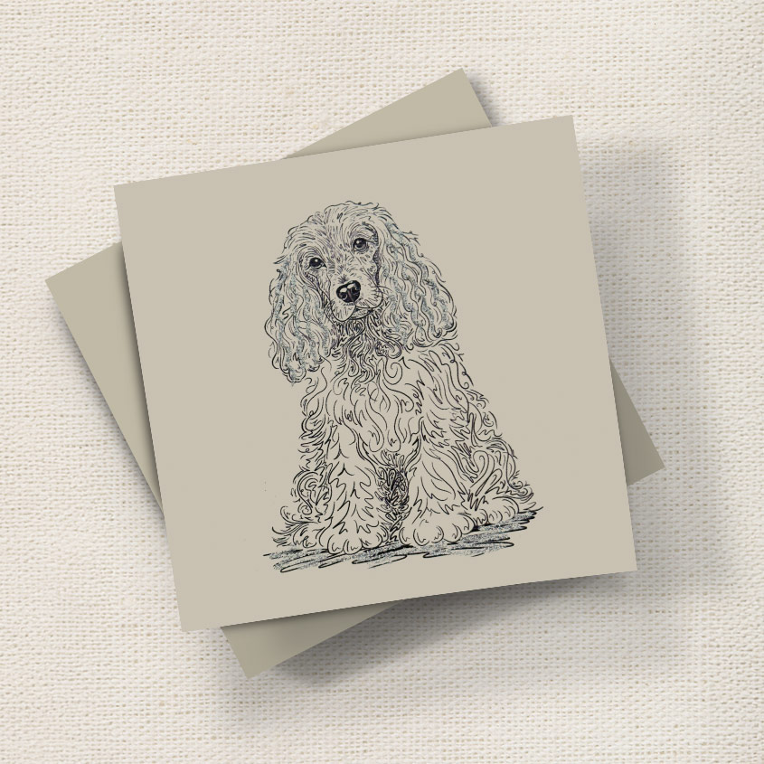 Spaniel (Doodle)