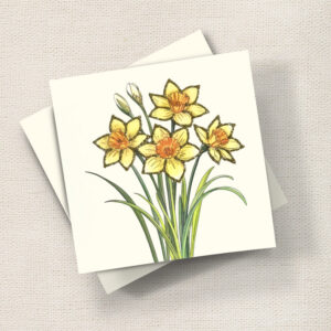 Daffodils