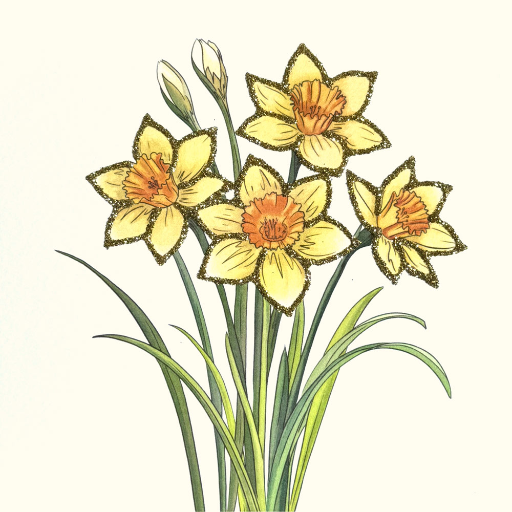 Daffodils English Graphics