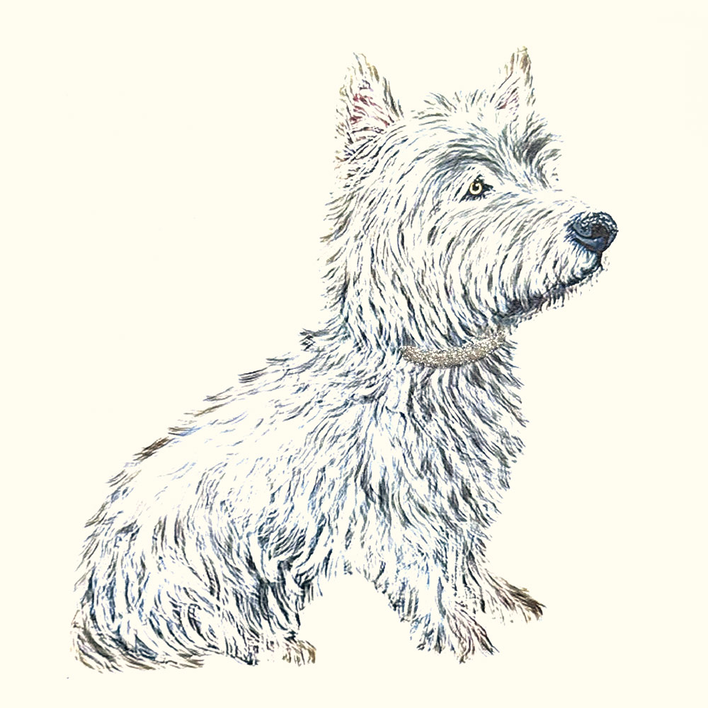 Phoebe (Dog) English Graphics