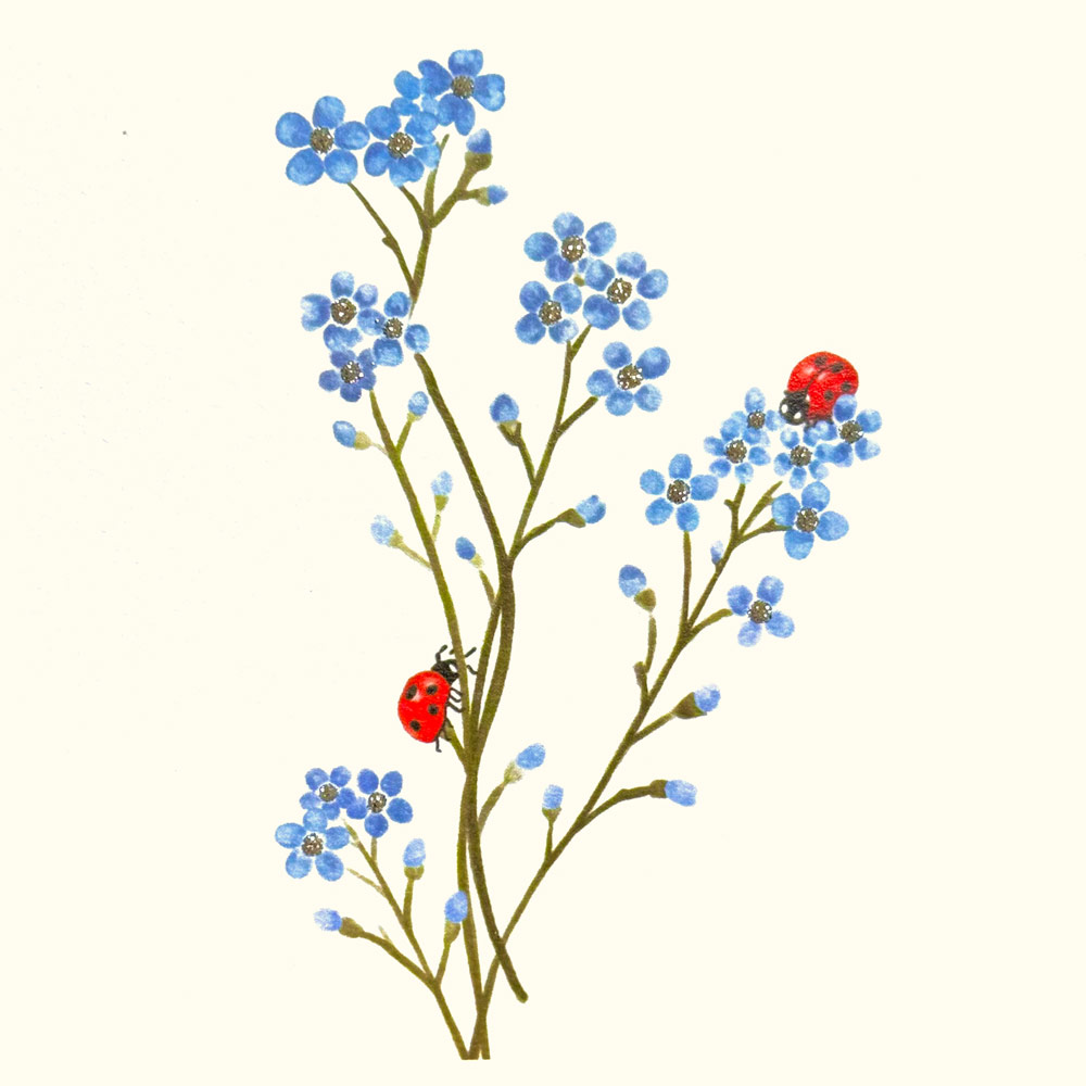 Ladybirds English Graphics
